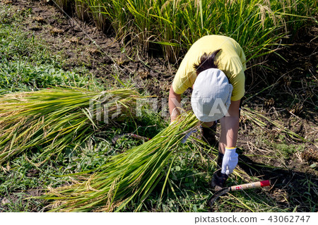 Harvesting work of rice scenery Rice reaping Harvesting work of rice scenery Rice reaping 43062747