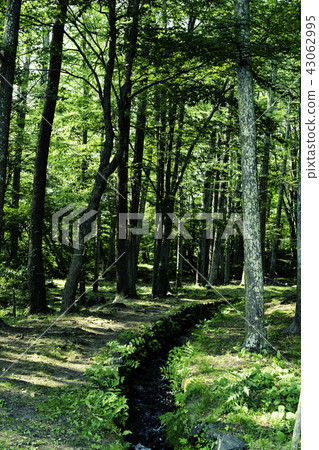 Ogawa _ 1/3 spring water _ Yamanashi Ogawa _ 1/3 spring water _ Yamanashi 43062995