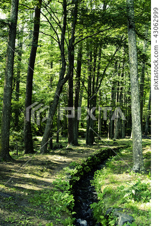 Ogawa _ 1/3 spring water _ Yamanashi 43062999