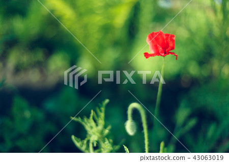 Wild poppy flower. Closeup on green backdrop. Blossom, spring, flowers, poppies. Wild poppy flower. Closeup on green backdrop. Blossom, spring, flowers, poppies. 43063019
