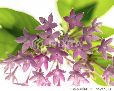 Pentas flowers 43063094