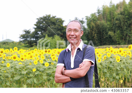 Sunflower field senior 43063357