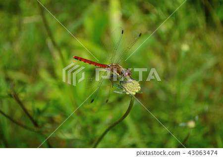 Red dragonfly Red dragonfly 43063474
