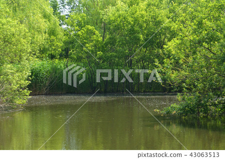 合併紀念紀念公園公園Omiya-ku,埼玉縣 合併紀念紀念公園公園Omiya-ku,埼玉縣 43063513