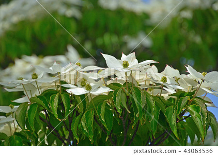 Tree: Yamabotsu Mizuki family merger memorial memorial park 43063536