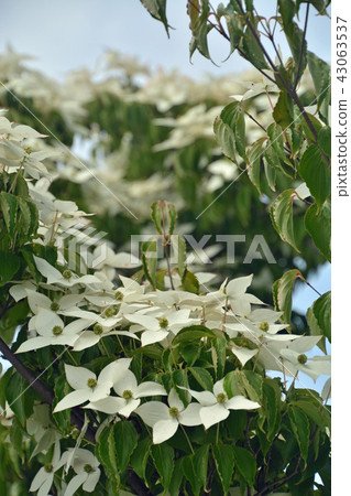 Tree: Yamabotsu Mizuki family merger memorial memorial park Tree: Yamabotsu Mizuki family merger memorial memorial park 43063537