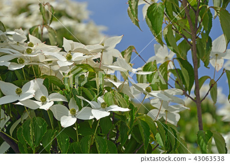 樹：Yamabotsu Mizuki家庭合併紀念館 43063538