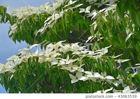 樹：Yamabotsu Mizuki家庭合併紀念館 43063539