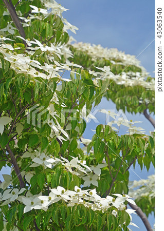 樹:Yamabotsu Mizuki家庭合併紀念館 樹:Yamabotsu Mizuki家庭合併紀念館 43063540