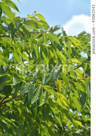 Tree: Mukunoki Asahi merger memorial memorial park 43063542