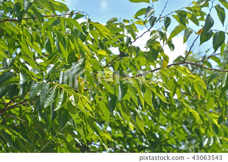 Tree: Mukunoki Asahi merger memorial memorial park 43063543