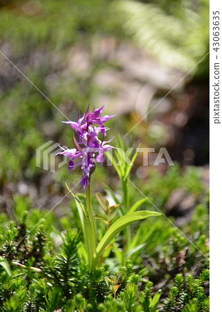 Hakusan Chidori 43063635