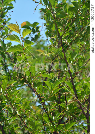 樹:Egonoki Ekonoki Merger紀念館Minuma公園 樹:Egonoki Ekonoki Merger紀念館Minuma公園 43063737