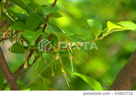 Tree: Egonoki Ekonoki Merger Memorial Minuma Park 43063738