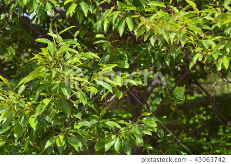 Tree: Magnificent Minnaka Park merged with Alder Branch Tree: Magnificent Minnaka Park merged with Alder Branch 43063742