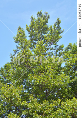 樹：壯觀的Minnaka公園與Alder Branch合併 43063745