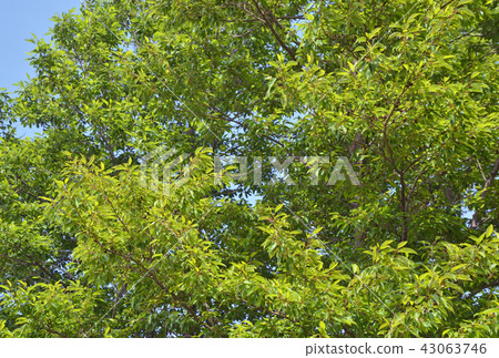 樹：壯觀的Minnaka公園與Alder Branch合併 43063746