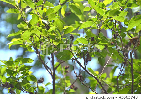 樹:壯觀的Minnaka公園與Alder Branch合併 樹:壯觀的Minnaka公園與Alder Branch合併 43063748