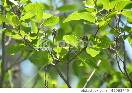 Tree: Magnificent Minnaka Park merged with Alder Branch Tree: Magnificent Minnaka Park merged with Alder Branch 43063749