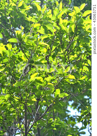 Tree: Magnificent Minnaka Park merged with Alder Branch Tree: Magnificent Minnaka Park merged with Alder Branch 43063751