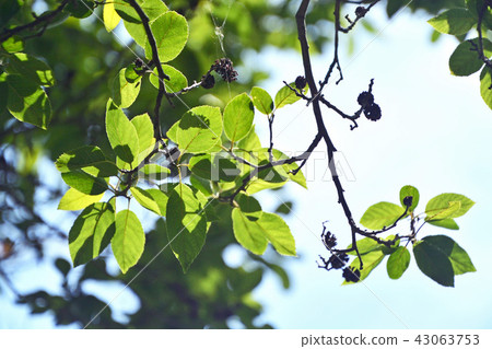 樹：壯觀的Minnaka公園與Alder Branch合併 43063753