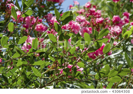 桃紅色五顏六色的竹花花 43064308