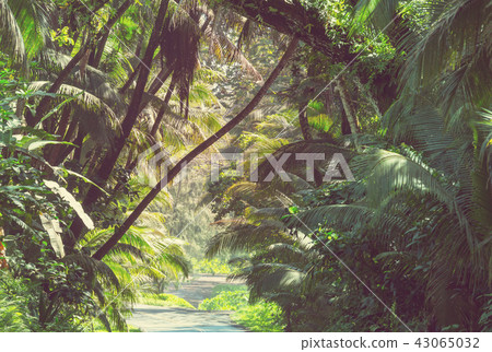 Road in jungle Road in jungle 43065032