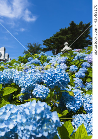 Hydrangea in full bloom 43065170