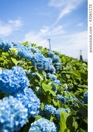 盛開的繡球花 盛開的繡球花 43065178