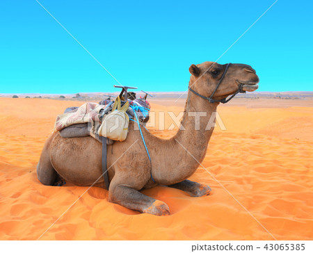 Camel in Sahara desert, Morocco Camel in Sahara desert, Morocco 43065385