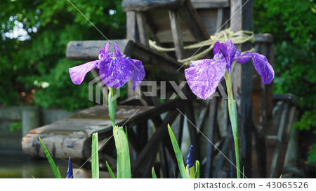 虹膜和水磨 43065526