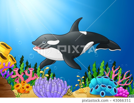 Cute killer whale under water 43066351