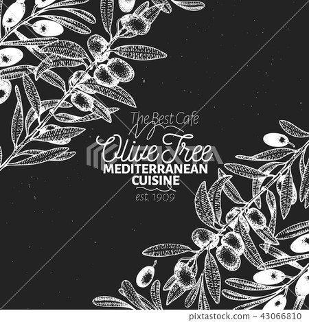 Olive tree banner template. Vector vintage illustration. Hand drawn engraved style background 43066810