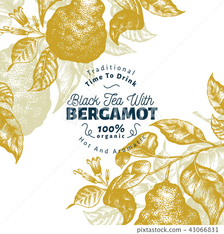 Bergamot branch design template. Kaffir lime frame. Hand drawn vector fruit illustration. Engraved 43066831