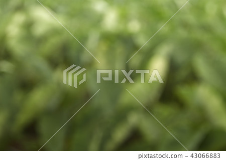 blurred green background blurred green background 43066883