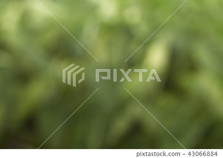 blurred green background blurred green background 43066884