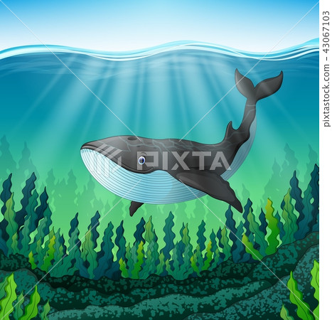 Illustration of Cartoon whale swim in the sea 43067103
