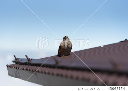 Iwaki Bali Wild bird of Takayama Lava Honey Iwaki Bali Wild bird of Takayama Lava Honey 43067154