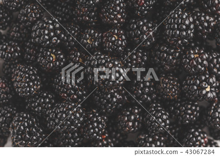 Fresh raw blackberry background. 43067284