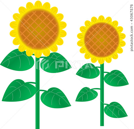 Sunflower (basic type) vector illustration 43067876