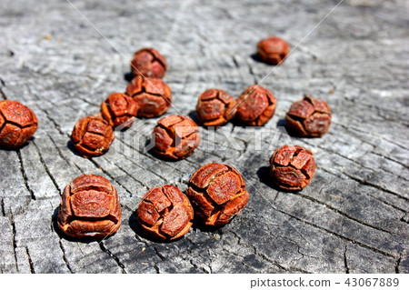 Hinoki fruit and stumps 43067889