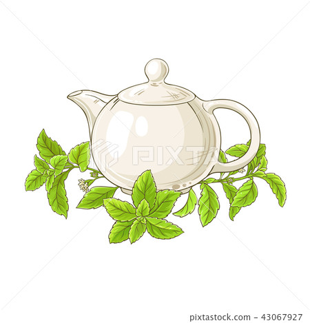 stevia tea illustration stevia tea illustration 43067927