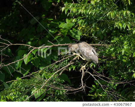 Loshishii樹頂向左 43067967