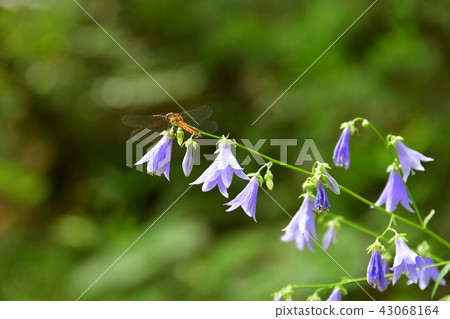 Soba flower and dragonfly 43068164