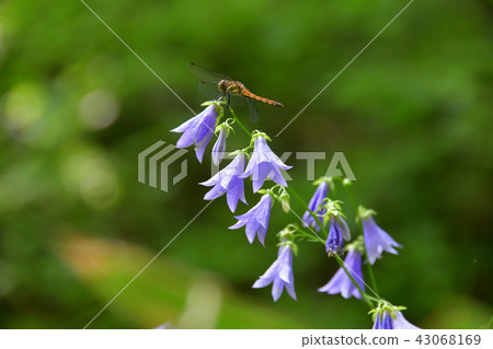 Soba flower and dragonfly 43068169