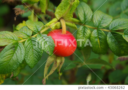 Fruit of a horse mackerel Fruit of a horse mackerel 43068262