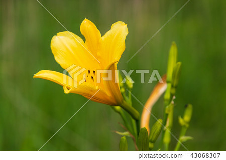 Yuusube no Hana Yugege Haruna Yuusube no Michi 43068307