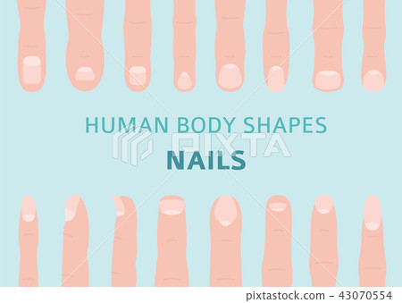Human body shapes. Hand finger nail types set Human body shapes. Hand finger nail types set 43070554