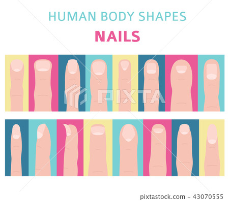 Human body shapes. Hand finger nail types set Human body shapes. Hand finger nail types set 43070555