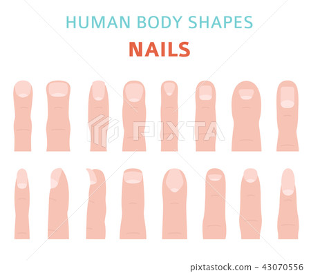 Human body shapes. Hand finger nail types set Human body shapes. Hand finger nail types set 43070556